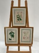 Floral Artwork Prints Set of 3