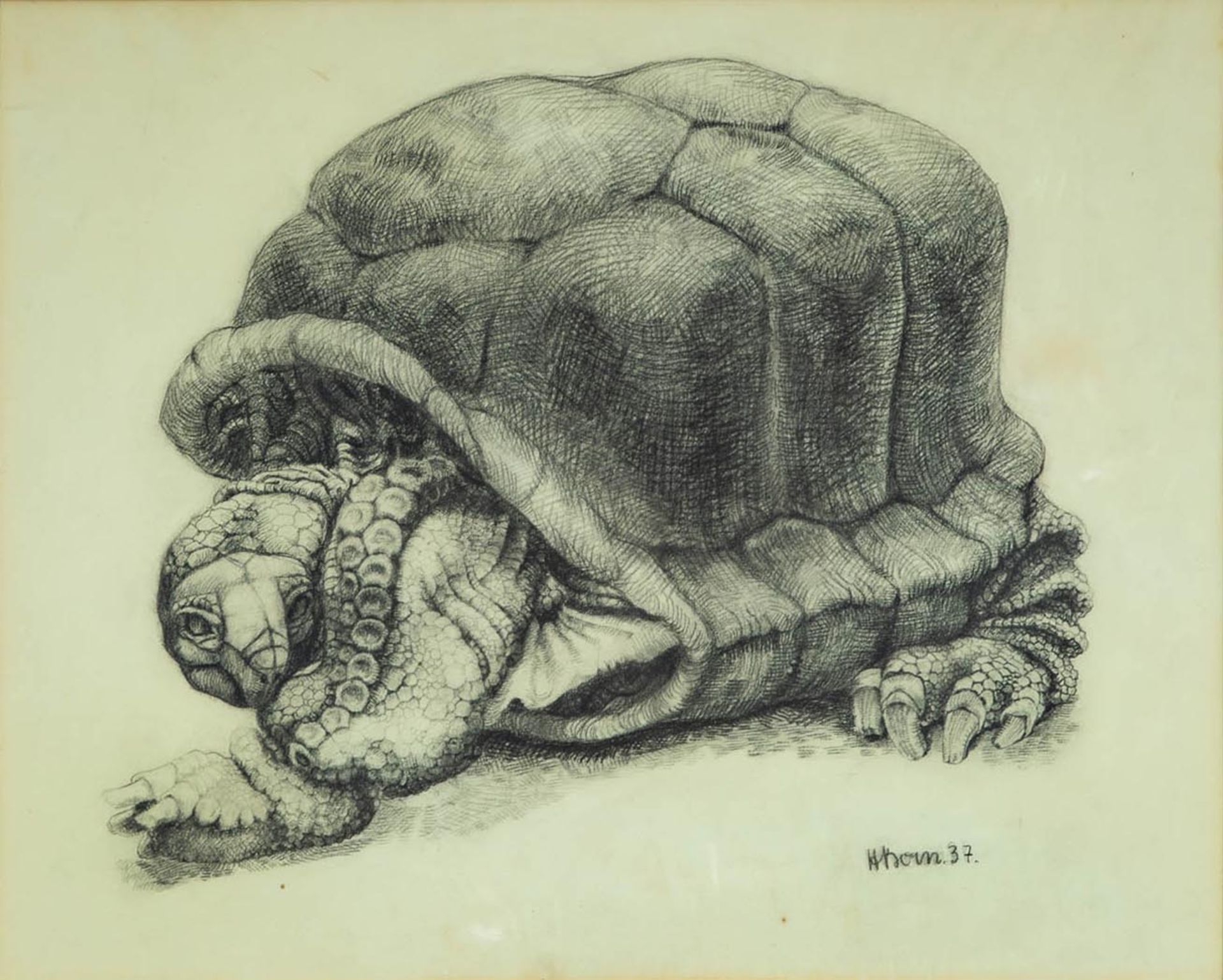 "Schildkröte", hinter Glas in Passepartout gerahmte Fettstiftzeichnung auf Papier ( Abb. ca. 37 x 4 - Bild 2 aus 7