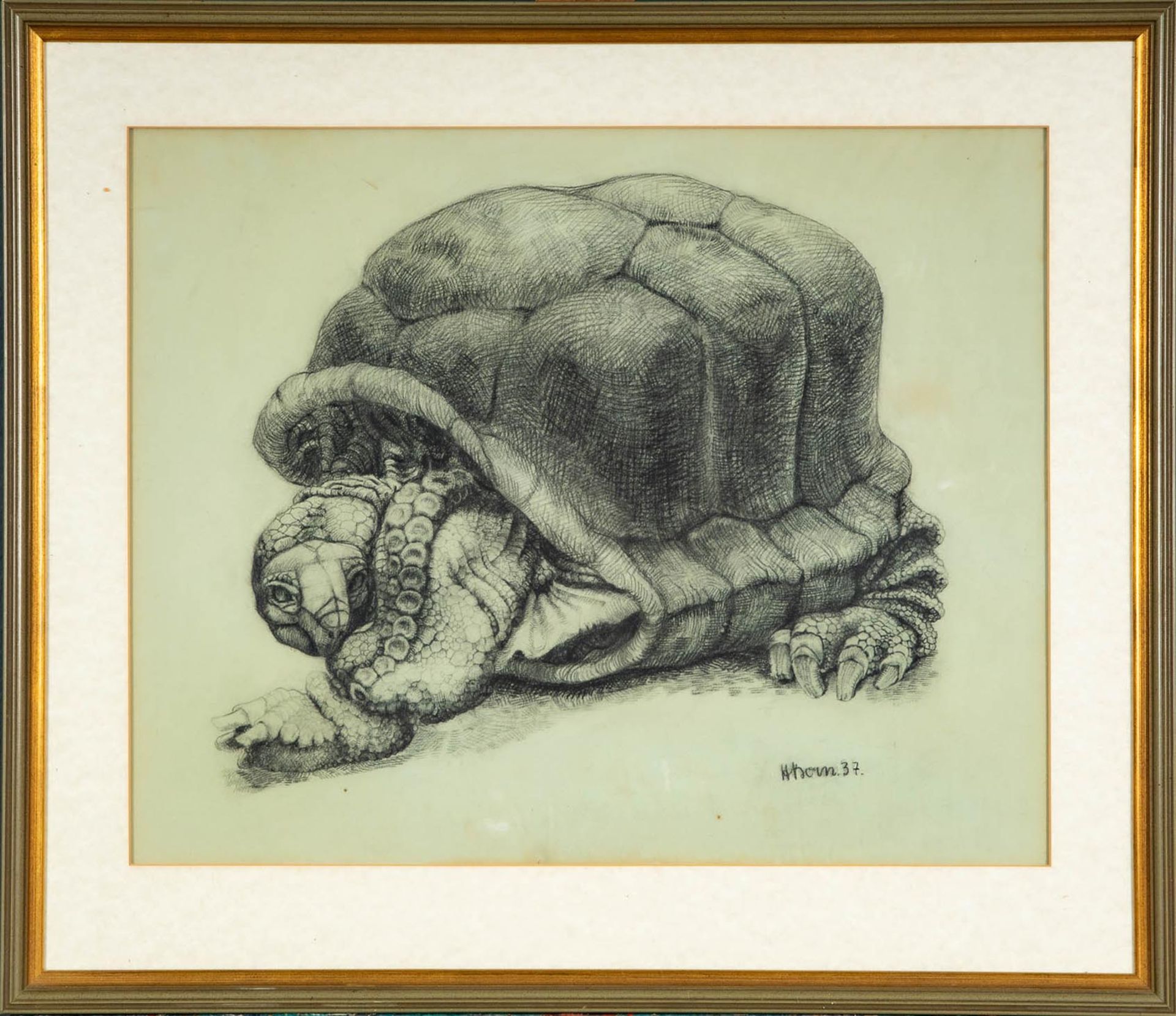 "Schildkröte", hinter Glas in Passepartout gerahmte Fettstiftzeichnung auf Papier ( Abb. ca. 37 x 4