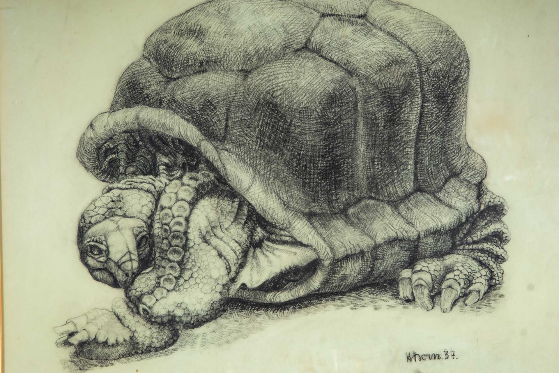 "Schildkröte", hinter Glas in Passepartout gerahmte Fettstiftzeichnung auf Papier ( Abb. ca. 37 x 4 - Bild 3 aus 7
