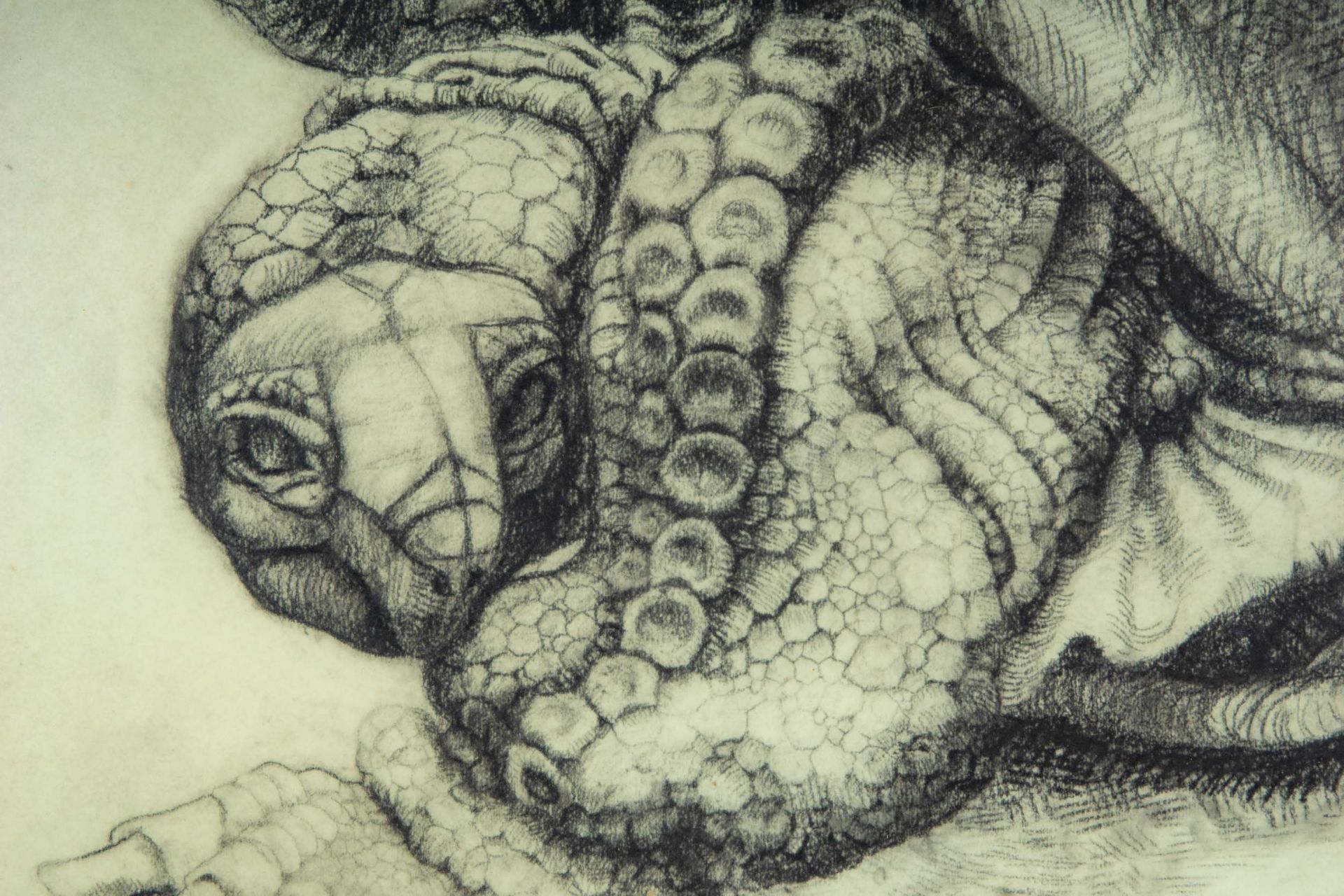 "Schildkröte", hinter Glas in Passepartout gerahmte Fettstiftzeichnung auf Papier ( Abb. ca. 37 x 4 - Image 4 of 7