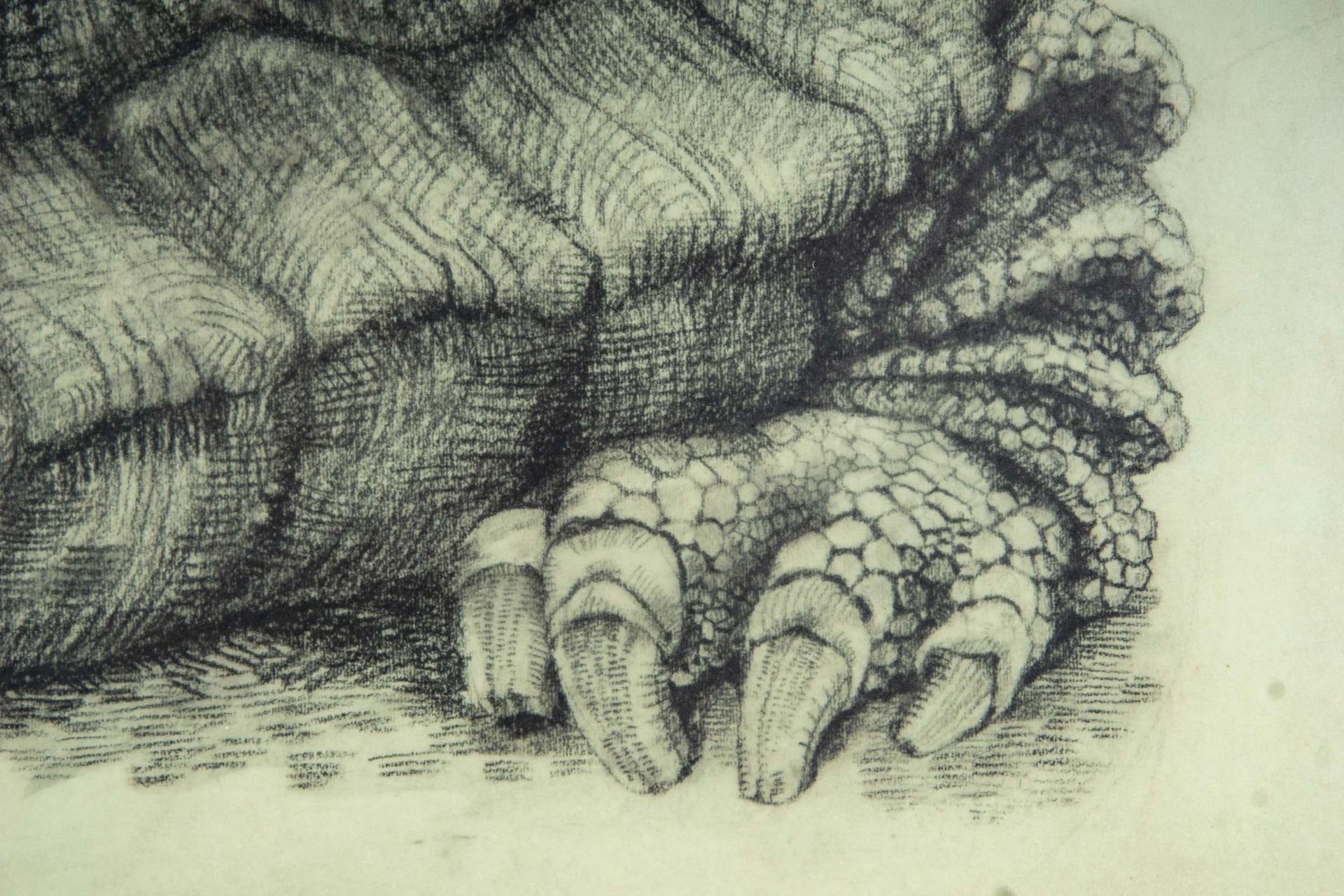 "Schildkröte", hinter Glas in Passepartout gerahmte Fettstiftzeichnung auf Papier ( Abb. ca. 37 x 4 - Bild 5 aus 7