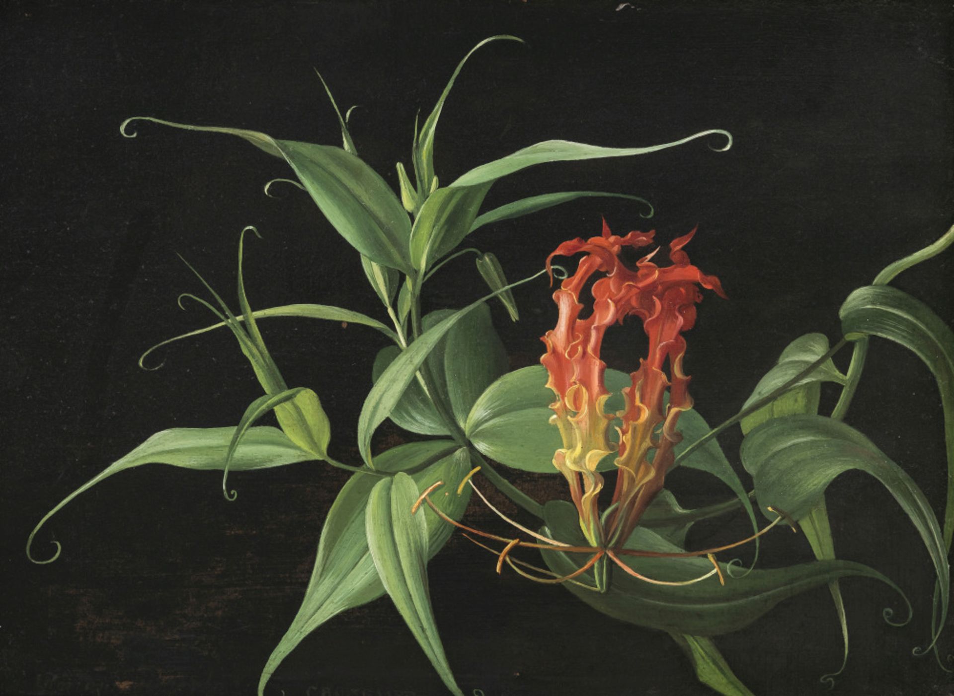 Carl Vilhelm Balsgaard  - Gloriosa superba    - Bild 2 aus 4