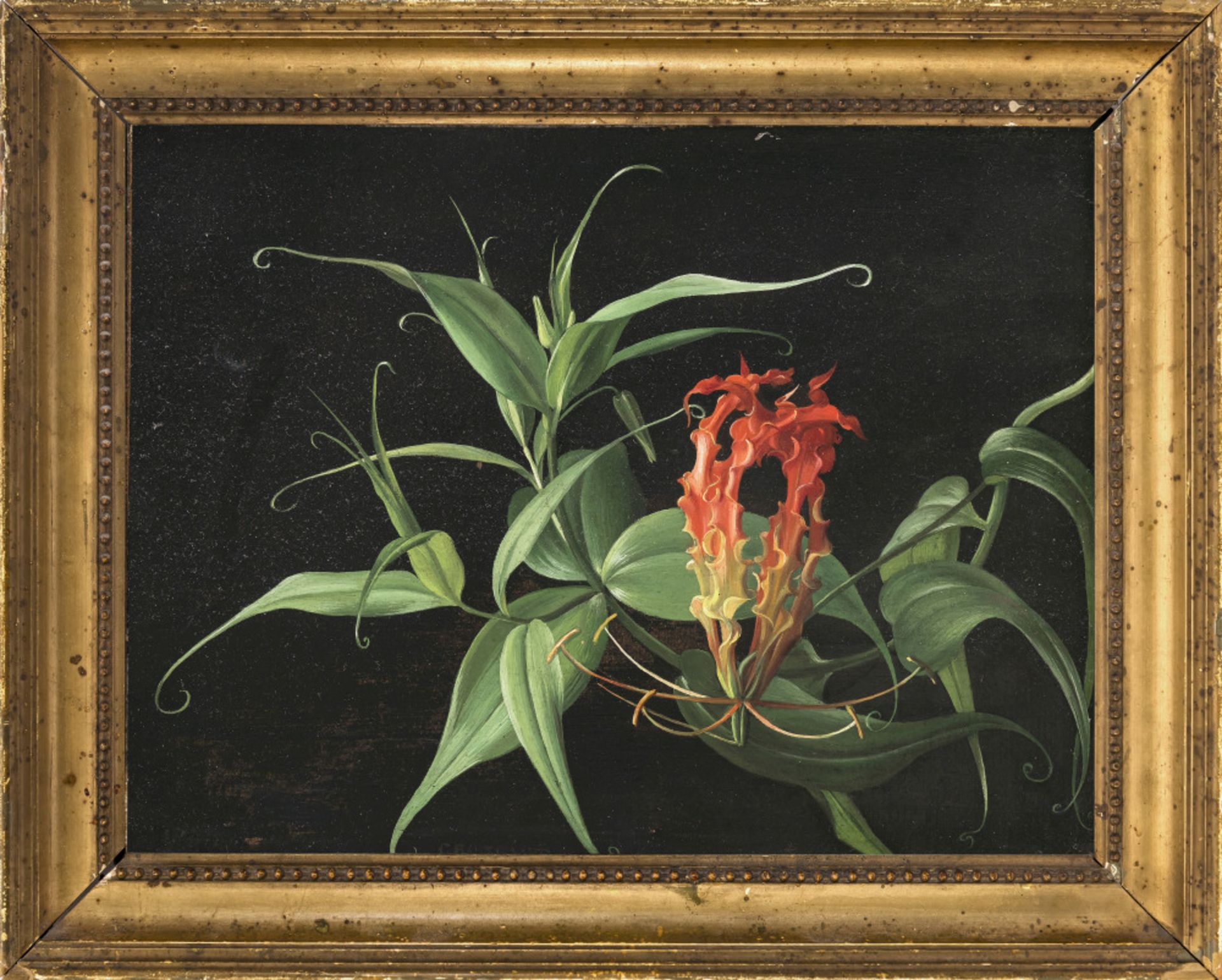 Carl Vilhelm Balsgaard  - Gloriosa superba    - Bild 3 aus 4