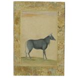 A BLACK BUCK (NILGAI) MUGHAL INDIA, MID-18TH CENTURY