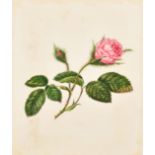 G S (Early 19th Century) British. Study of a Rose, Watercolour, Initialled on mount, Unframed 9" x