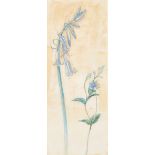 Kate Greenaway (1846-1901) British. "Bluebell", Watercolour, Inscribed on labels verso, 7.75" x
