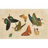 19th Century Chinese School. Studies of Butterflies, Watercolour on pith paper, Unframed 6.75" x