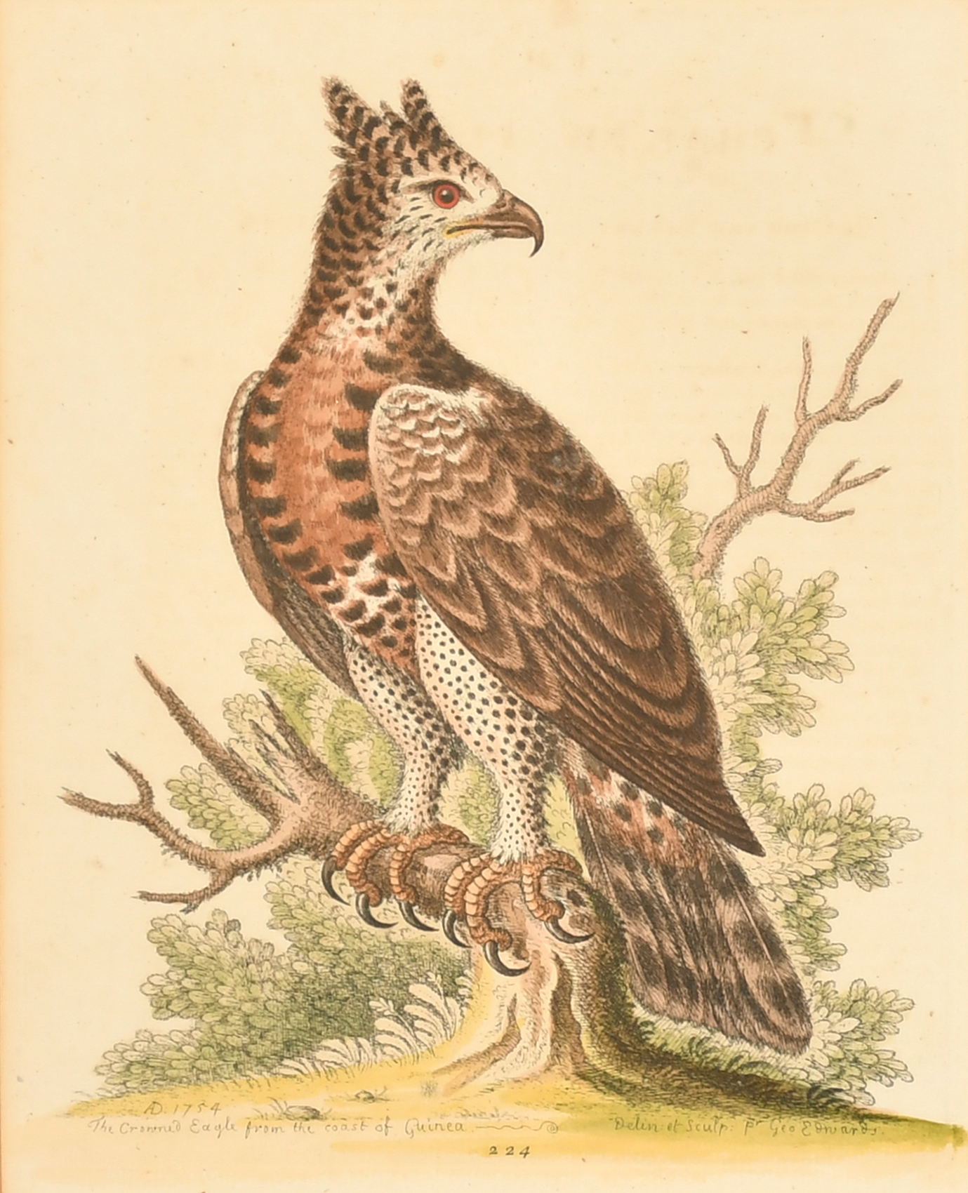 After George Edwards (1694-1773) British. "The Marsh-Hawk", Print, 10" x 8" (25.4 x 20.3cm) and - Image 2 of 10