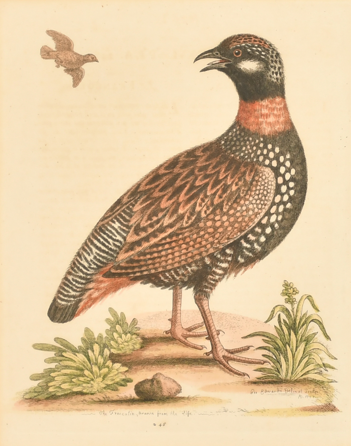 After George Edwards (1694-1773) British. "The Marsh-Hawk", Print, 10" x 8" (25.4 x 20.3cm) and - Image 3 of 10