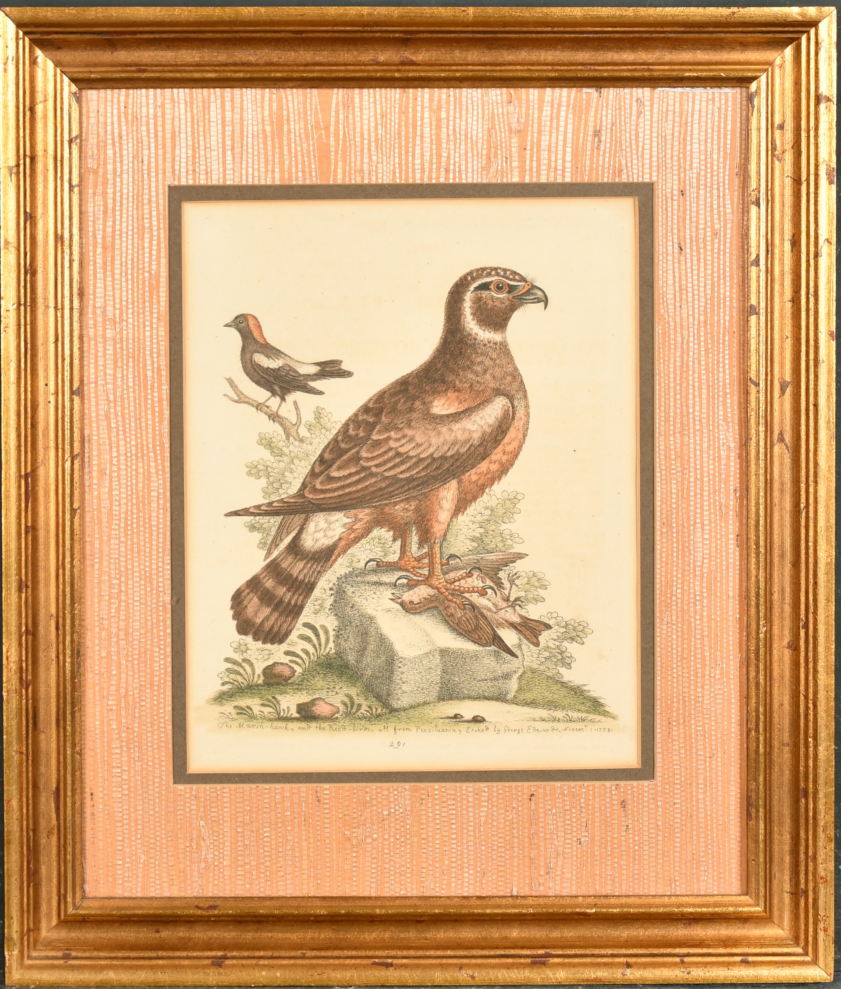 After George Edwards (1694-1773) British. "The Marsh-Hawk", Print, 10" x 8" (25.4 x 20.3cm) and - Image 5 of 10