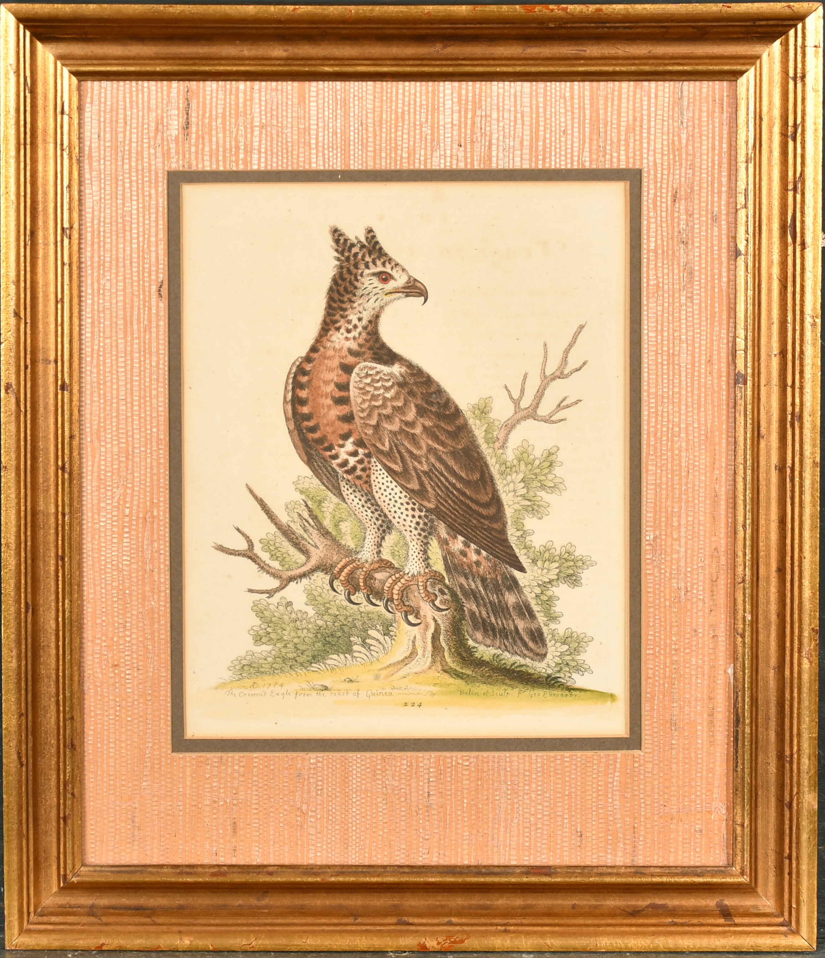 After George Edwards (1694-1773) British. "The Marsh-Hawk", Print, 10" x 8" (25.4 x 20.3cm) and - Image 6 of 10