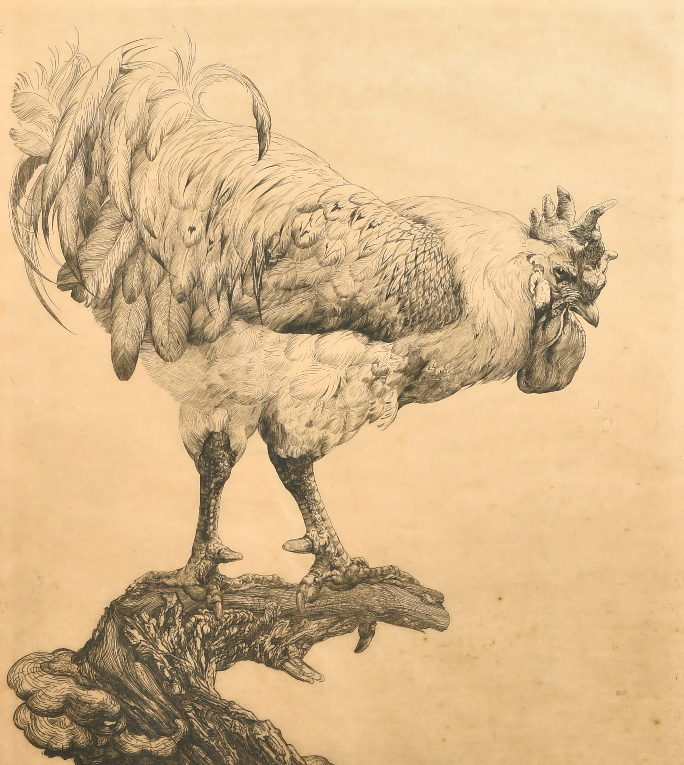 Edward Julius Detmold (1883-1957) British. 'Cockerel', Etching, Signed in pencil, 18.25" x 16" (46.3