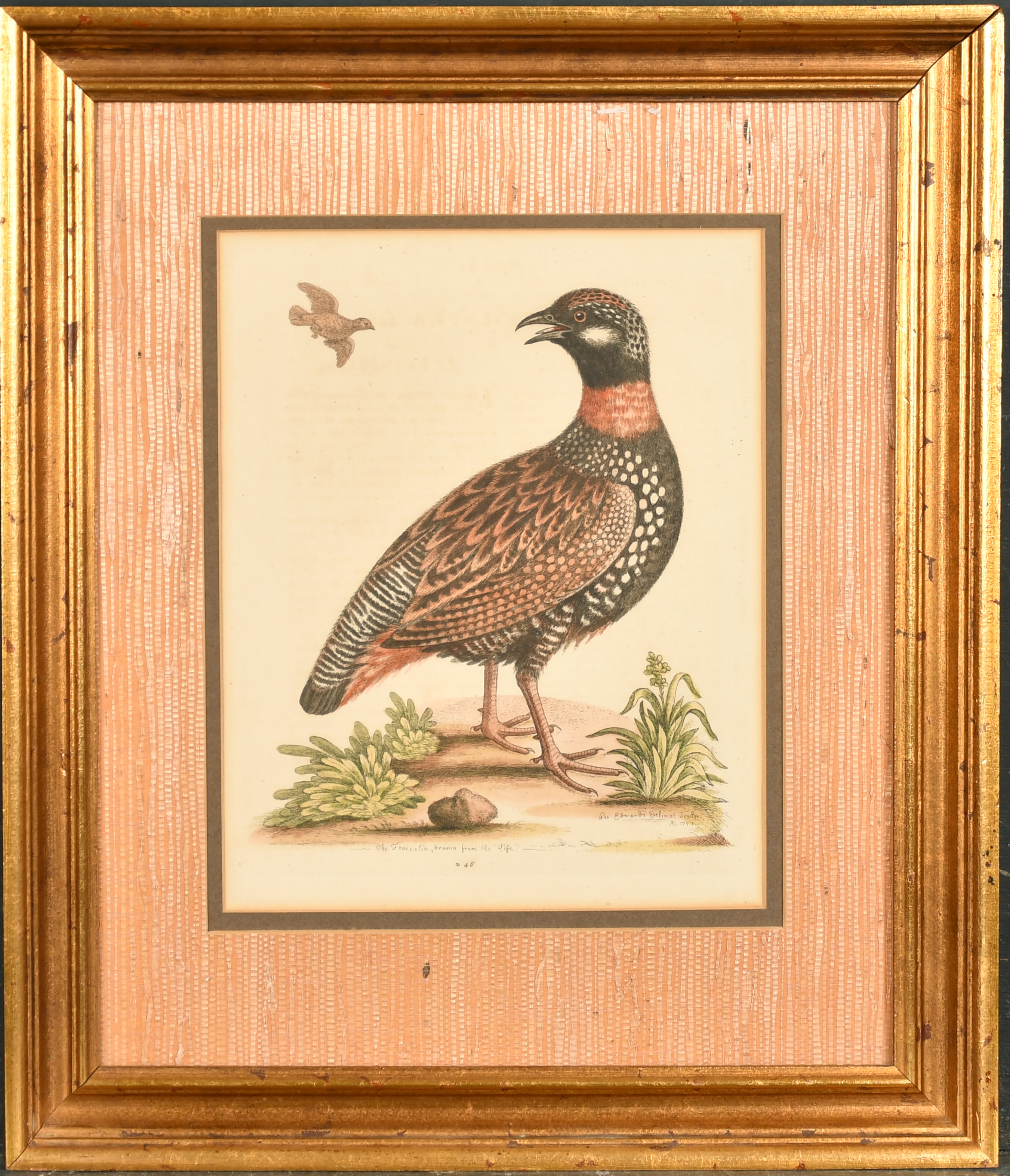 After George Edwards (1694-1773) British. "The Marsh-Hawk", Print, 10" x 8" (25.4 x 20.3cm) and - Image 7 of 10