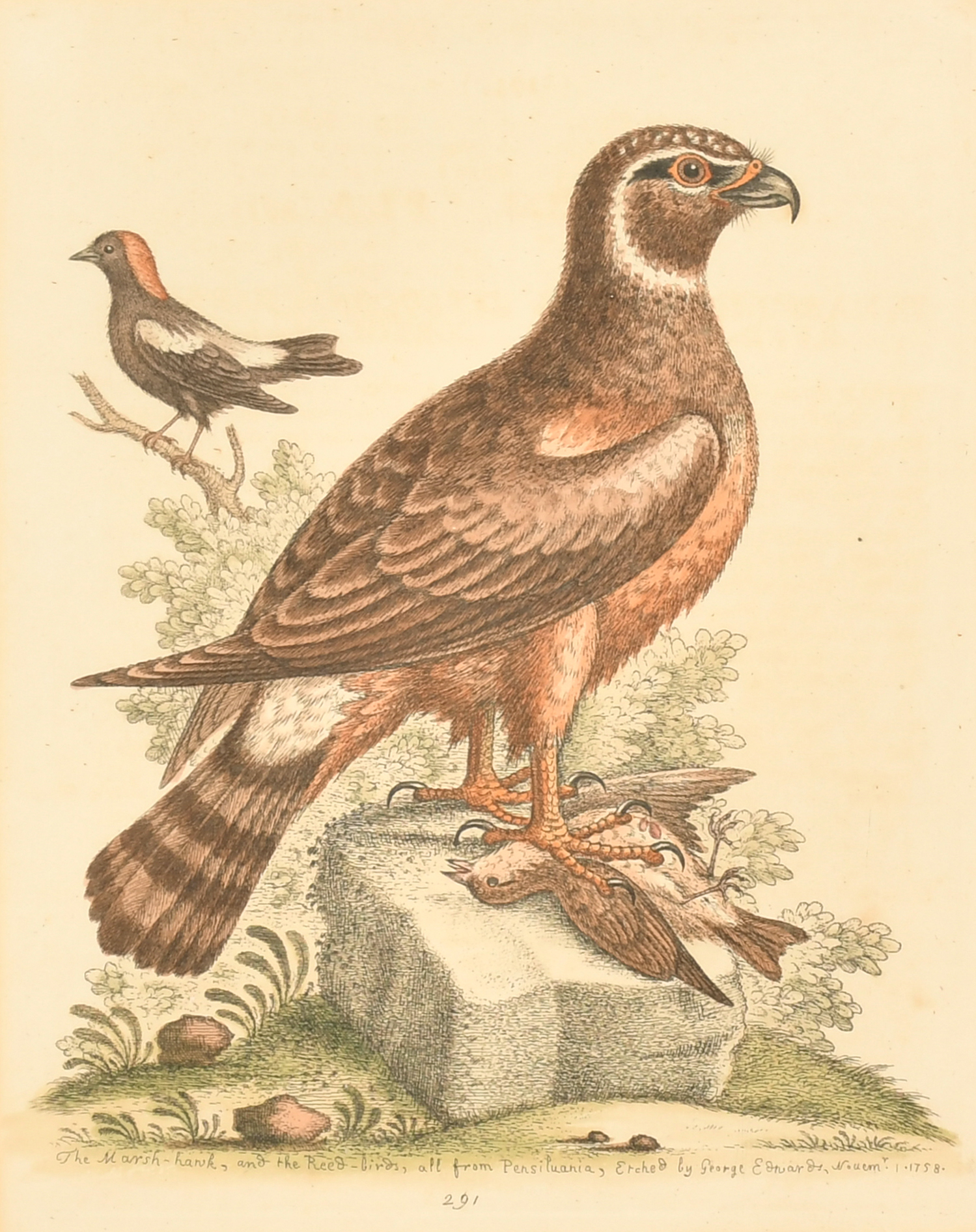 After George Edwards (1694-1773) British. "The Marsh-Hawk", Print, 10" x 8" (25.4 x 20.3cm) and