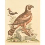 After George Edwards (1694-1773) British. "The Marsh-Hawk", Print, 10" x 8" (25.4 x 20.3cm) and