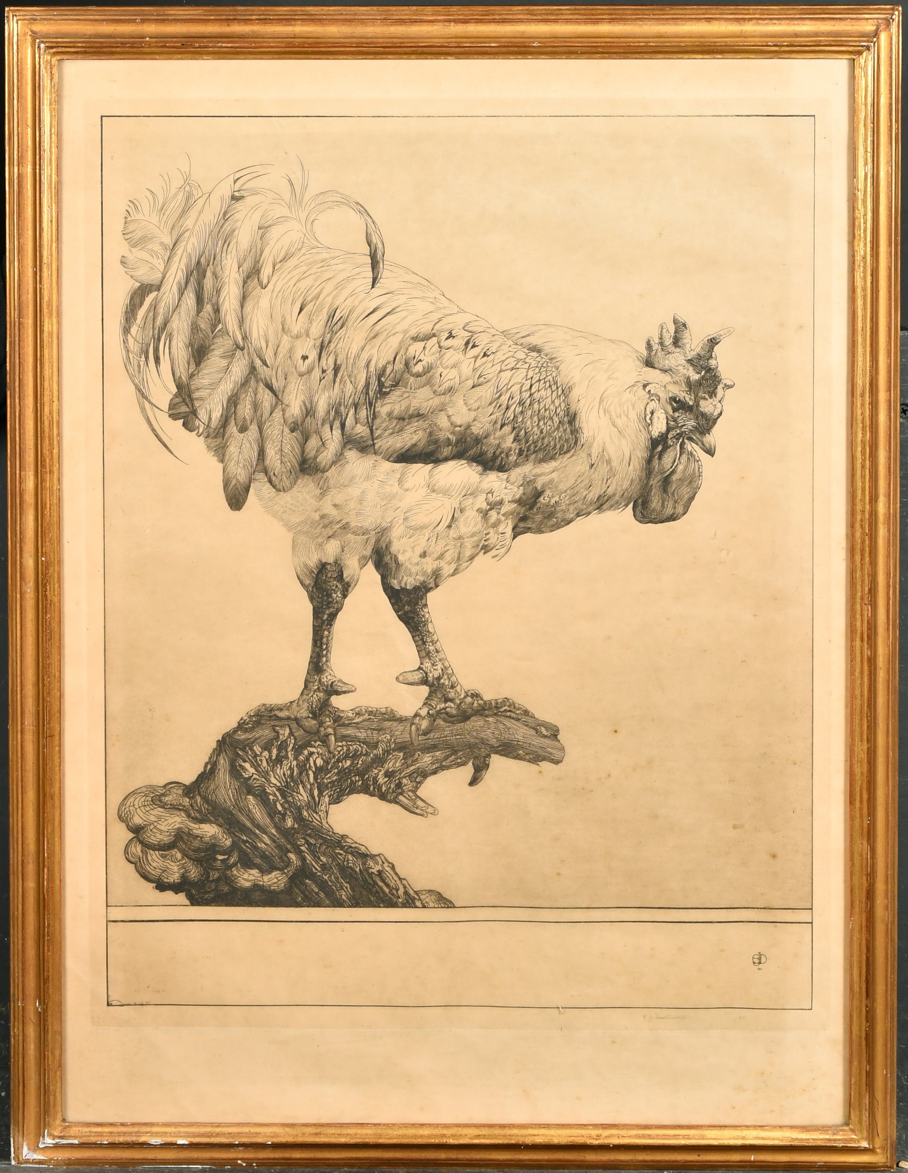 Edward Julius Detmold (1883-1957) British. 'Cockerel', Etching, Signed in pencil, 18.25" x 16" (46.3 - Image 2 of 4