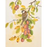 Joyce Rogerson (20th Century) British. "Sparrow", Watercolour, Signed, 9.25" x 7" (23.5 x 17.8cm)