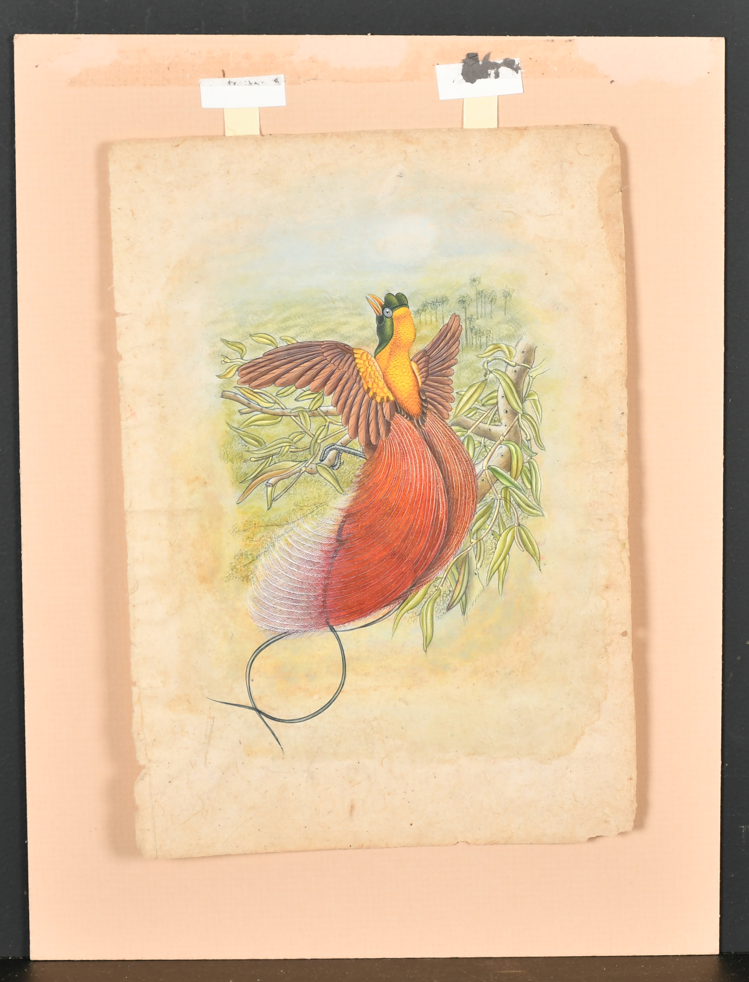 19th Century English School. A Bird of Paradise, Watercolour, Unframed 9" x 6.4" (23 x 16.1cm) - Image 2 of 3