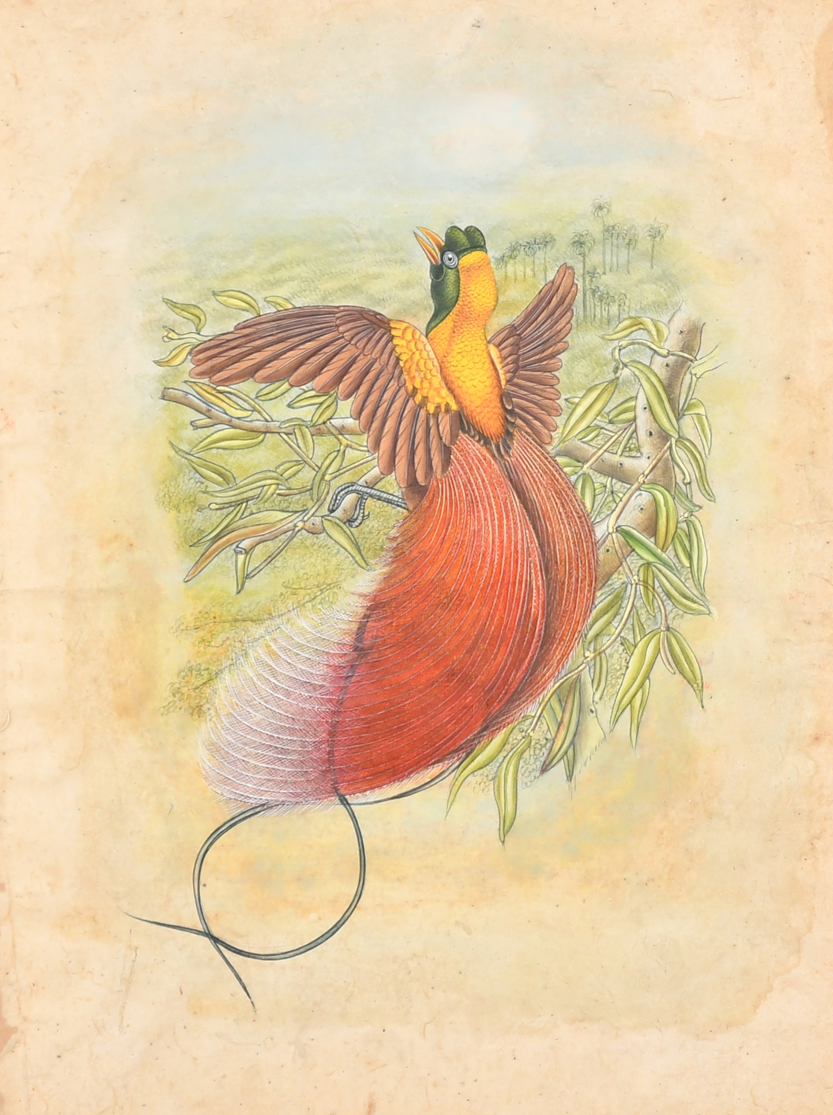 19th Century English School. A Bird of Paradise, Watercolour, Unframed 9" x 6.4" (23 x 16.1cm)