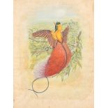 19th Century English School. A Bird of Paradise, Watercolour, Unframed 9" x 6.4" (23 x 16.1cm)