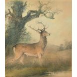 Edward Robert Smythe (1810-1899) British. A Stag in a River Scene, Mixed media, Signed, 15.75" x 13.