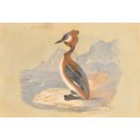 Early 20th Century English School. 'Crested Grebe', hand-coloured print, Unframed, 3.75" x 5.25" (9.