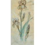 William Ford Hulton (1852-1921) British. 'Iris' from The Eden's Garden, Venice, Watercolour, Signed