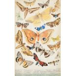 A J Simpson (19th Century) British. Butterflies and Moths, Watercolour, Signed and extensively