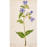 Early 19th Century English School. A Set of Twenty Flower Studies, Watercolour, Inscribed, Each