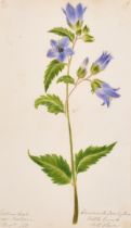 Early 19th Century English School. A Set of Twenty Flower Studies, Watercolour, Inscribed, Each