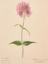 Early 19th Century English School. A Set of Twenty Flower Studies, Watercolour, Inscribed, Each