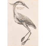 18th Century European School. "Ardea Stellaris Tertium Genus", Engraving, 15.75" x 10.75" (40 x 27.