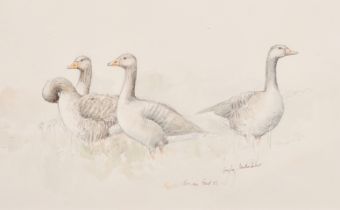 Emma Faull (1956- ) British. "Grey Leg Northumberland", Watercolour and ink, Signed, inscribed and