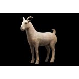 CHINESE HAN DYNASTY TERRACOTTA RAM - TL TESTED