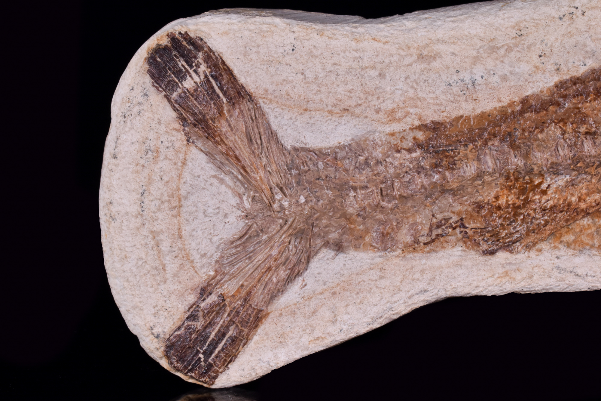 FOSSILIZED REMAINS OF PREHISTORIC FISH IN STONE - Image 6 of 7