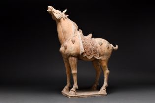 LARGE CHINESE TANG DYNASTY TERRACOTTA HORSE - TL TESTED