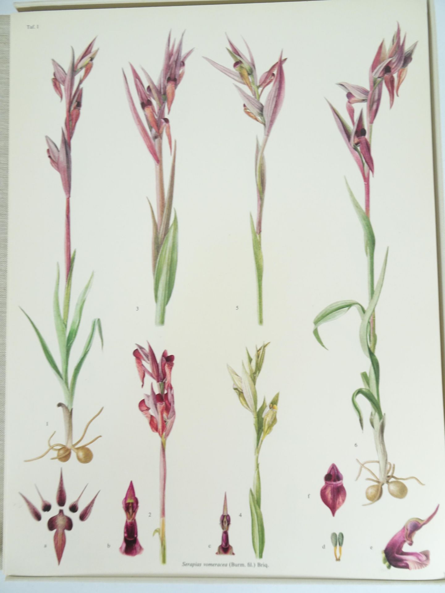 |Orchidaceae| Erch Nelson, "Monographie une Ikonographie der Orchidaceen - Gattungen Serapias, - Image 3 of 12