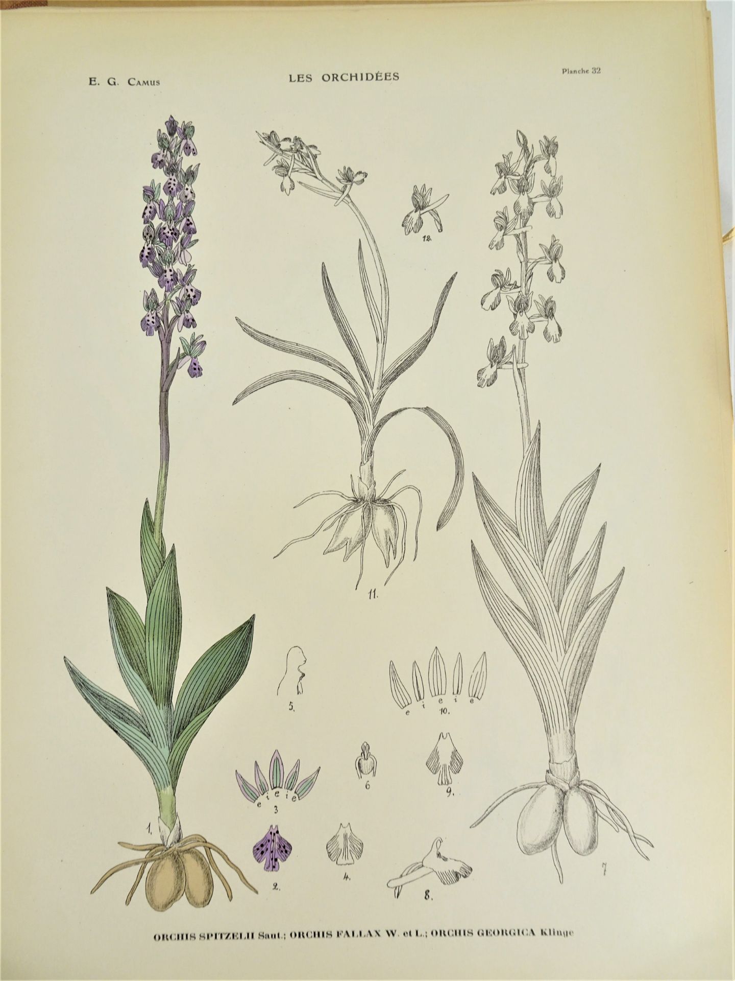 |Orchidaceae| E. G. Camus, "Iconographie des Orchidées d'Europe et du Bassin Méditerranéen", - Image 8 of 14