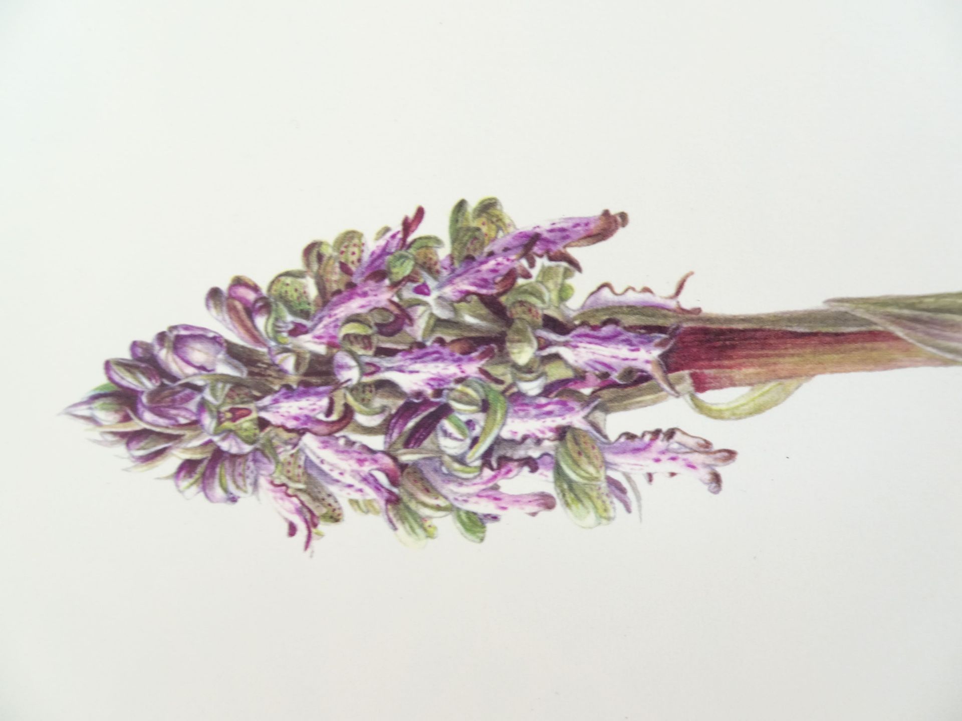 |Orchidaceae| Erch Nelson, "Monographie une Ikonographie der Orchidaceen - Gattungen Serapias, - Image 10 of 12
