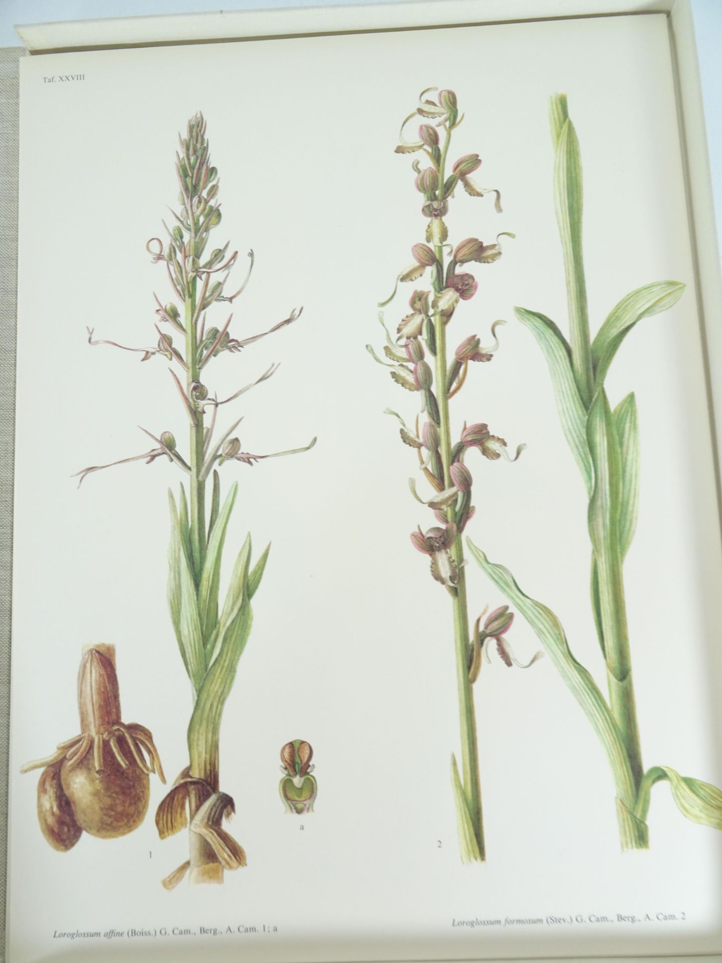 |Orchidaceae| Erch Nelson, "Monographie une Ikonographie der Orchidaceen - Gattungen Serapias, - Image 9 of 12