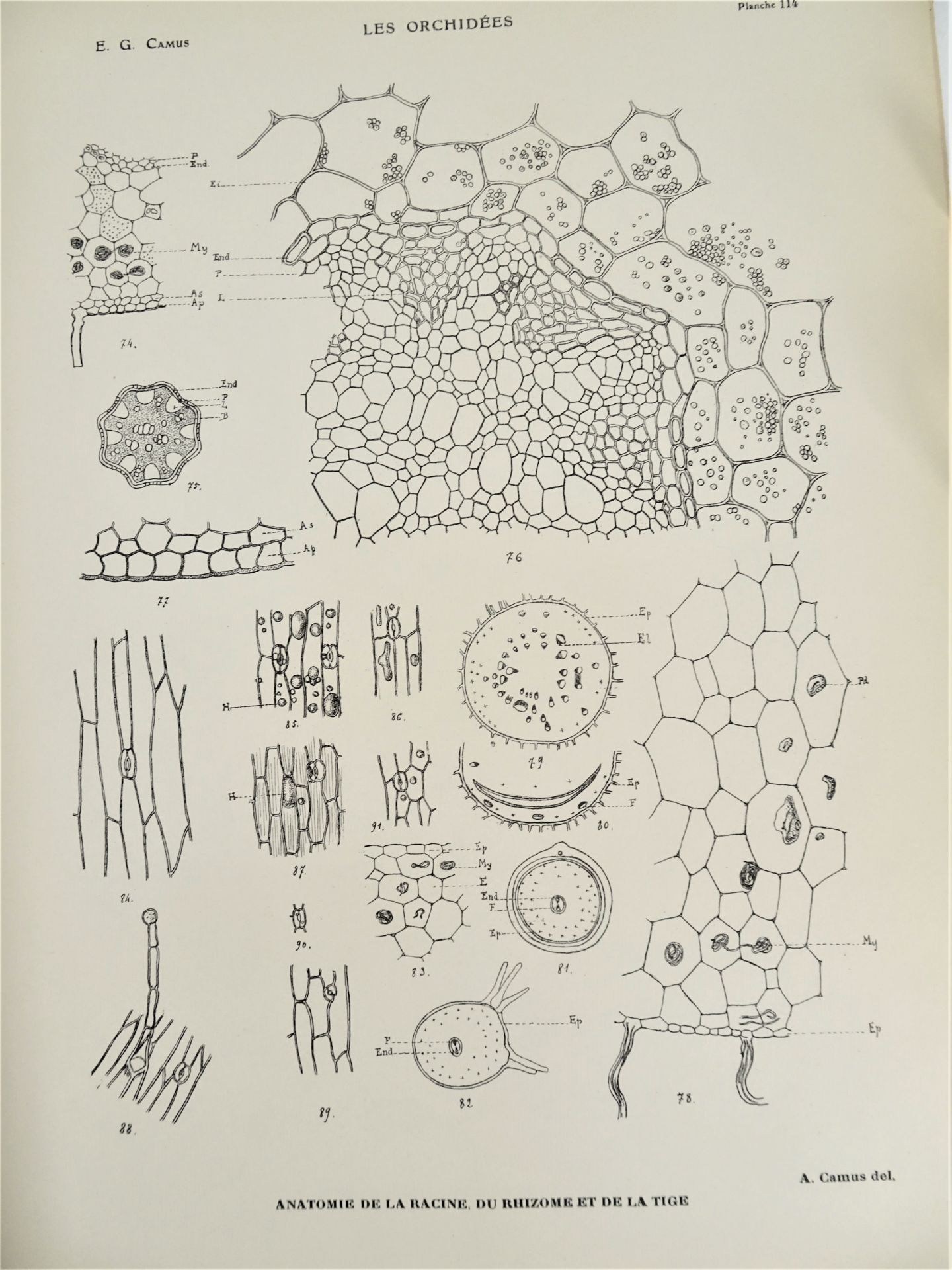 |Orchidaceae| E. G. Camus, "Iconographie des Orchidées d'Europe et du Bassin Méditerranéen", - Image 14 of 14