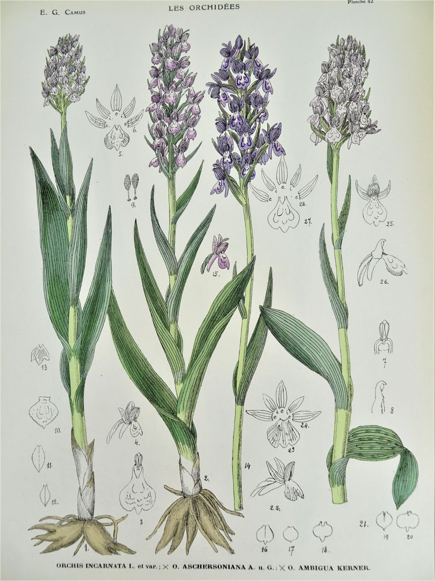 |Orchidaceae| E. G. Camus, "Iconographie des Orchidées d'Europe et du Bassin Méditerranéen", - Image 9 of 14