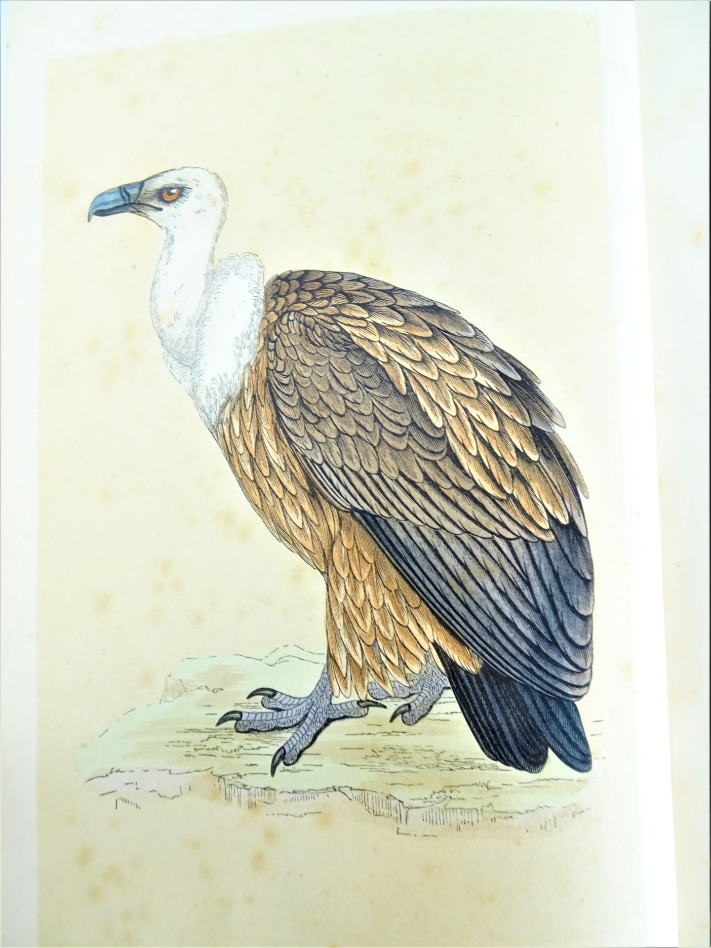 |Birds| Morris F.O., "A history of British birds", 1851-1857, first edition. London, Groombridge&