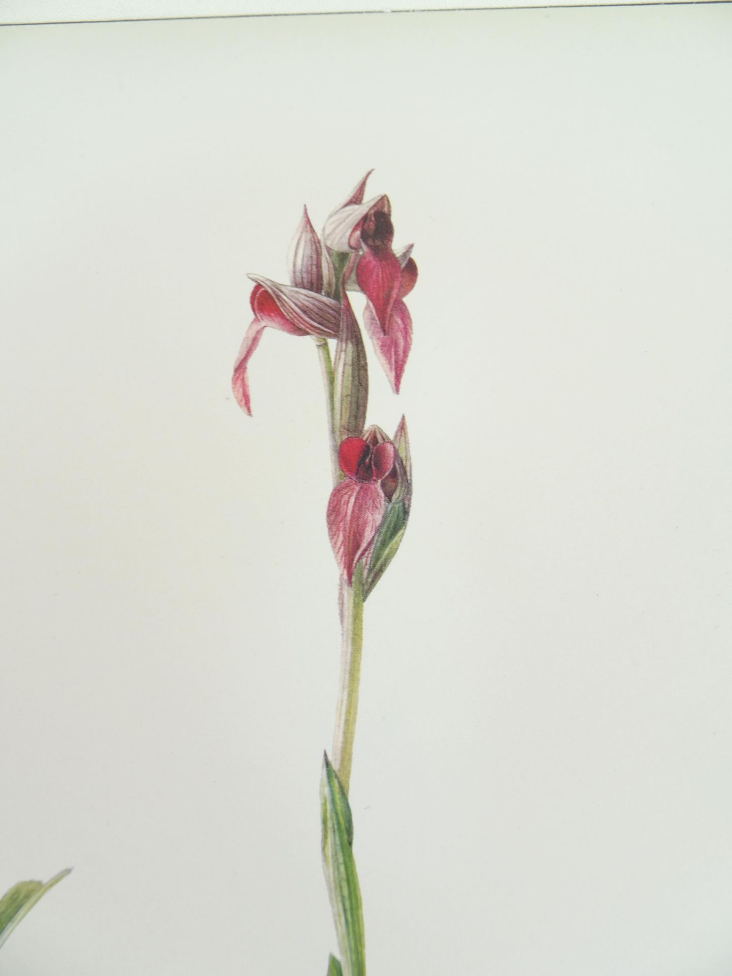 |Orchidaceae| Erch Nelson, "Monographie une Ikonographie der Orchidaceen - Gattungen Serapias, - Image 7 of 12