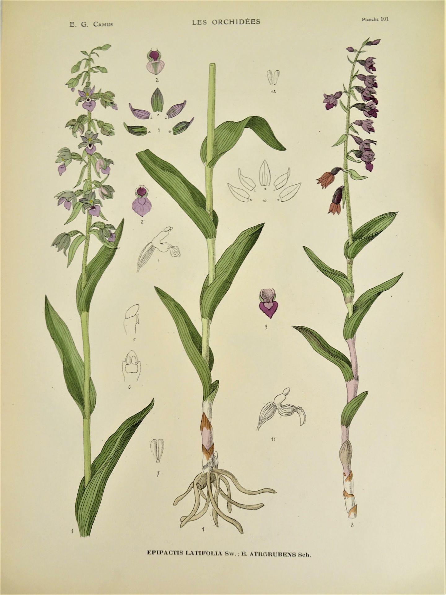 |Orchidaceae| E. G. Camus, "Iconographie des Orchidées d'Europe et du Bassin Méditerranéen", - Image 12 of 14