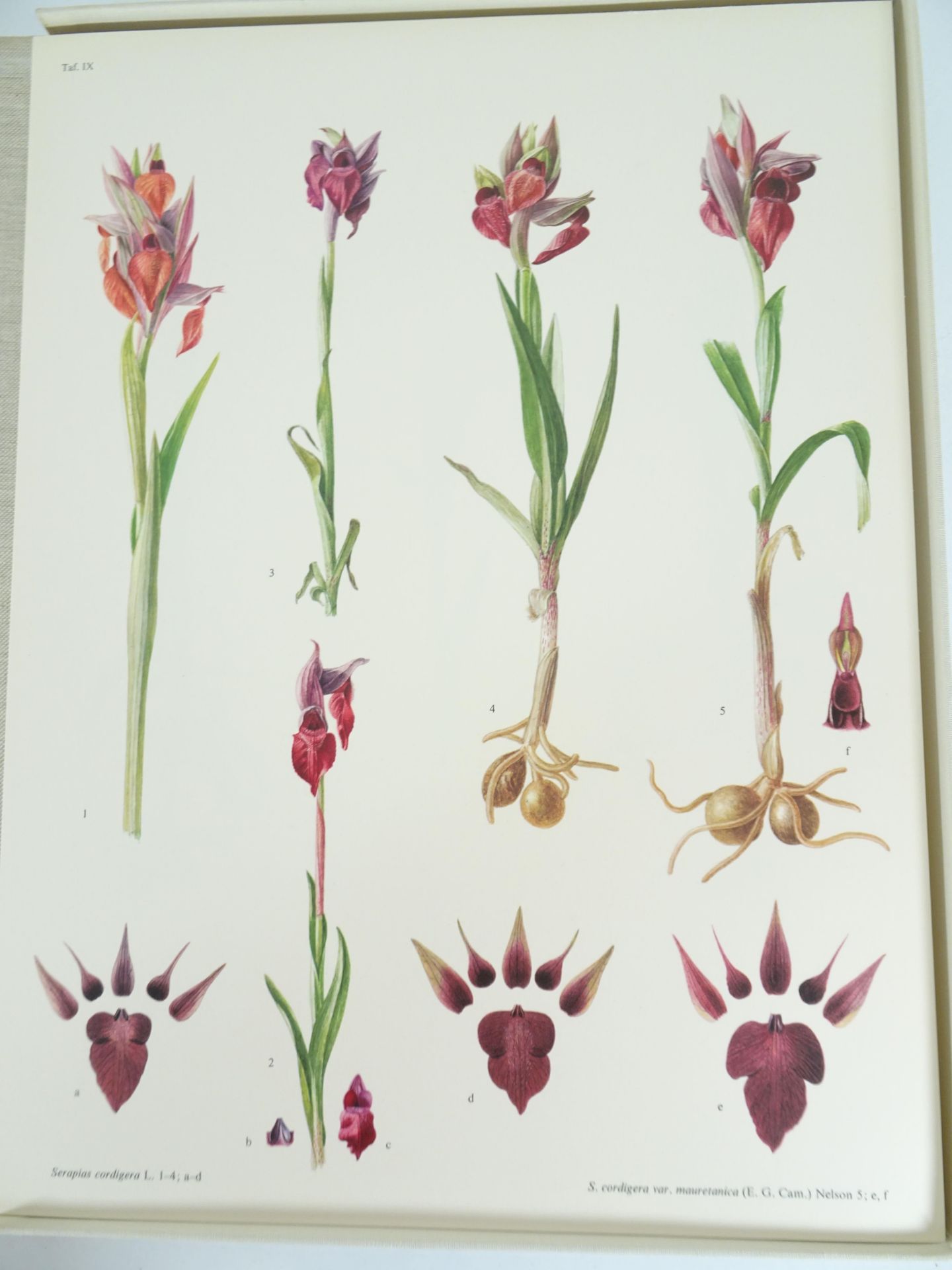|Orchidaceae| Erch Nelson, "Monographie une Ikonographie der Orchidaceen - Gattungen Serapias, - Image 5 of 12