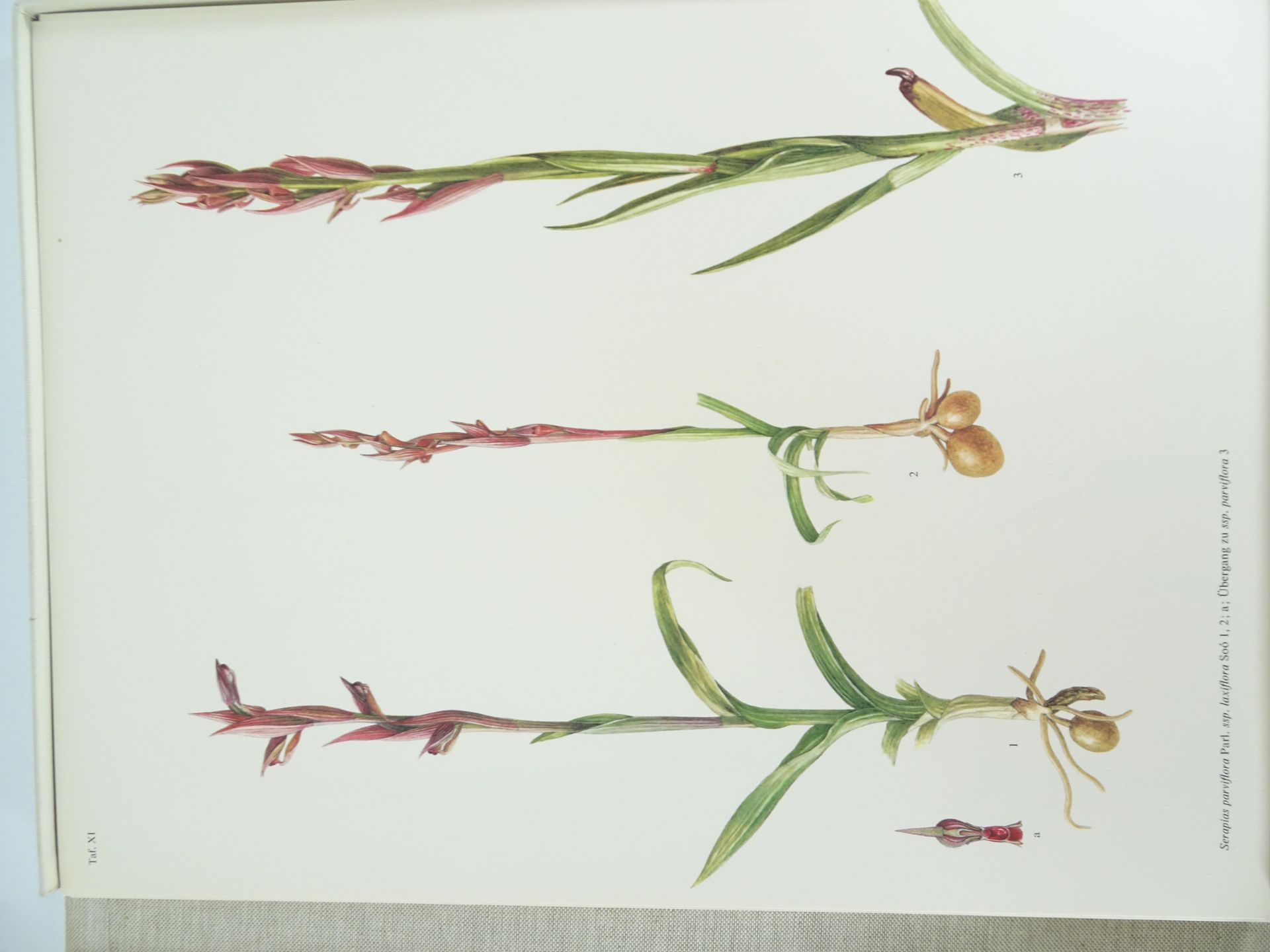 |Orchidaceae| Erch Nelson, "Monographie une Ikonographie der Orchidaceen - Gattungen Serapias, - Image 6 of 12