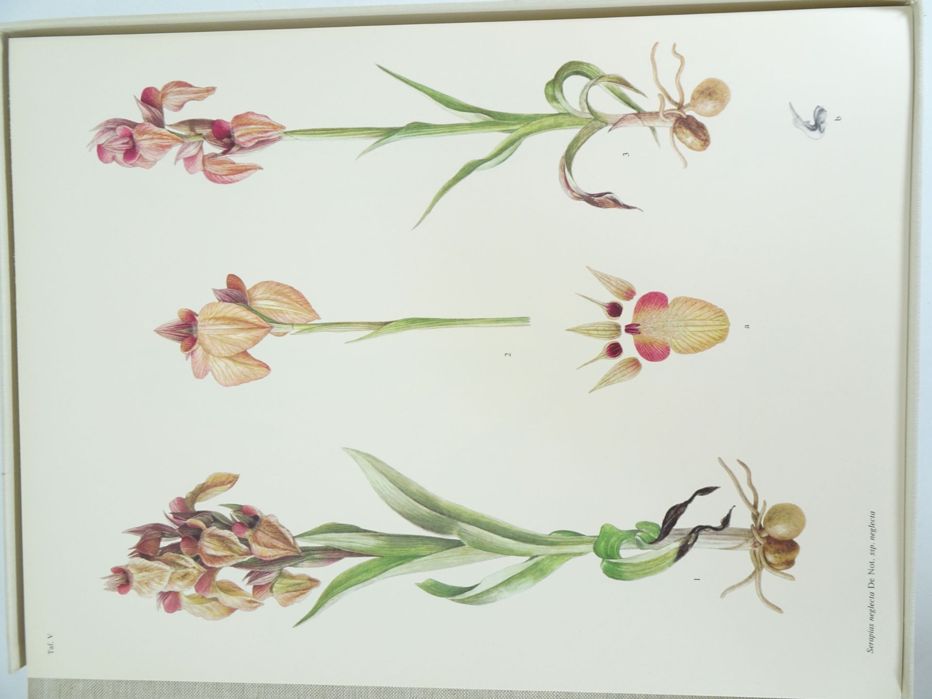 |Orchidaceae| Erch Nelson, "Monographie une Ikonographie der Orchidaceen - Gattungen Serapias, - Image 4 of 12