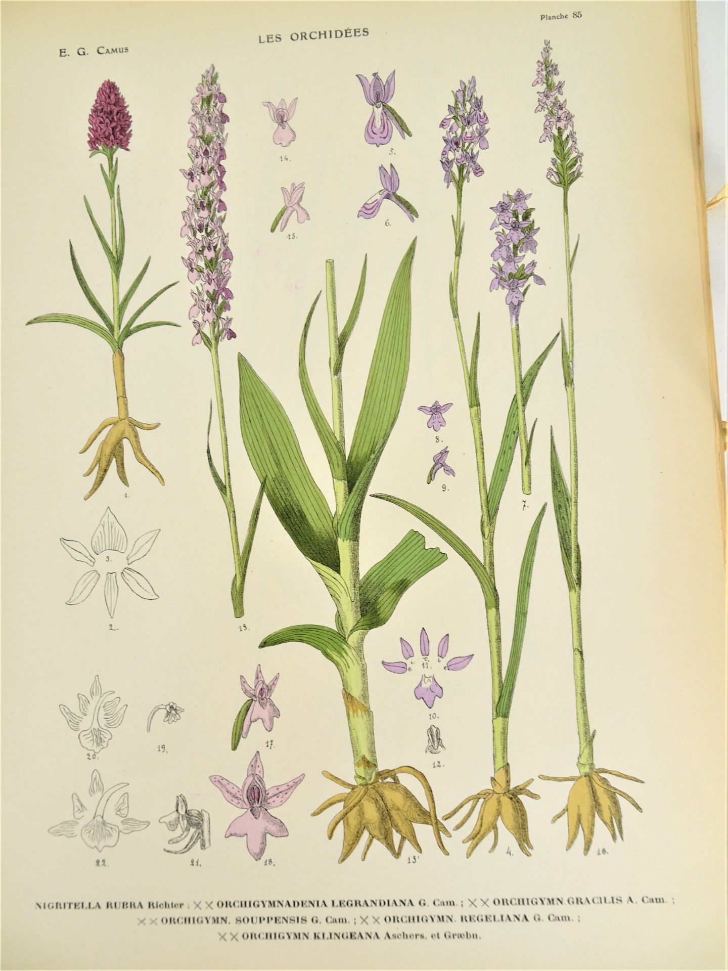 |Orchidaceae| E. G. Camus, "Iconographie des Orchidées d'Europe et du Bassin Méditerranéen", - Image 11 of 14